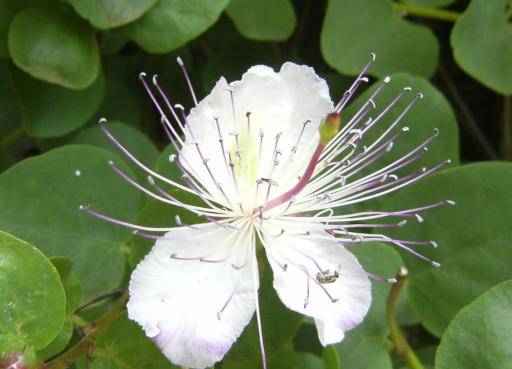 Possibili Nomioides sp. (Apidae Halictinae)